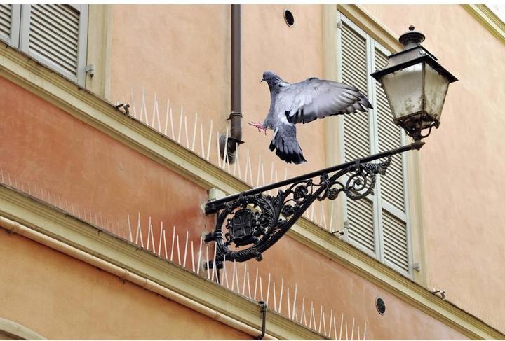 Actual product image Swissinno Pigeon repellent spikes 100cm