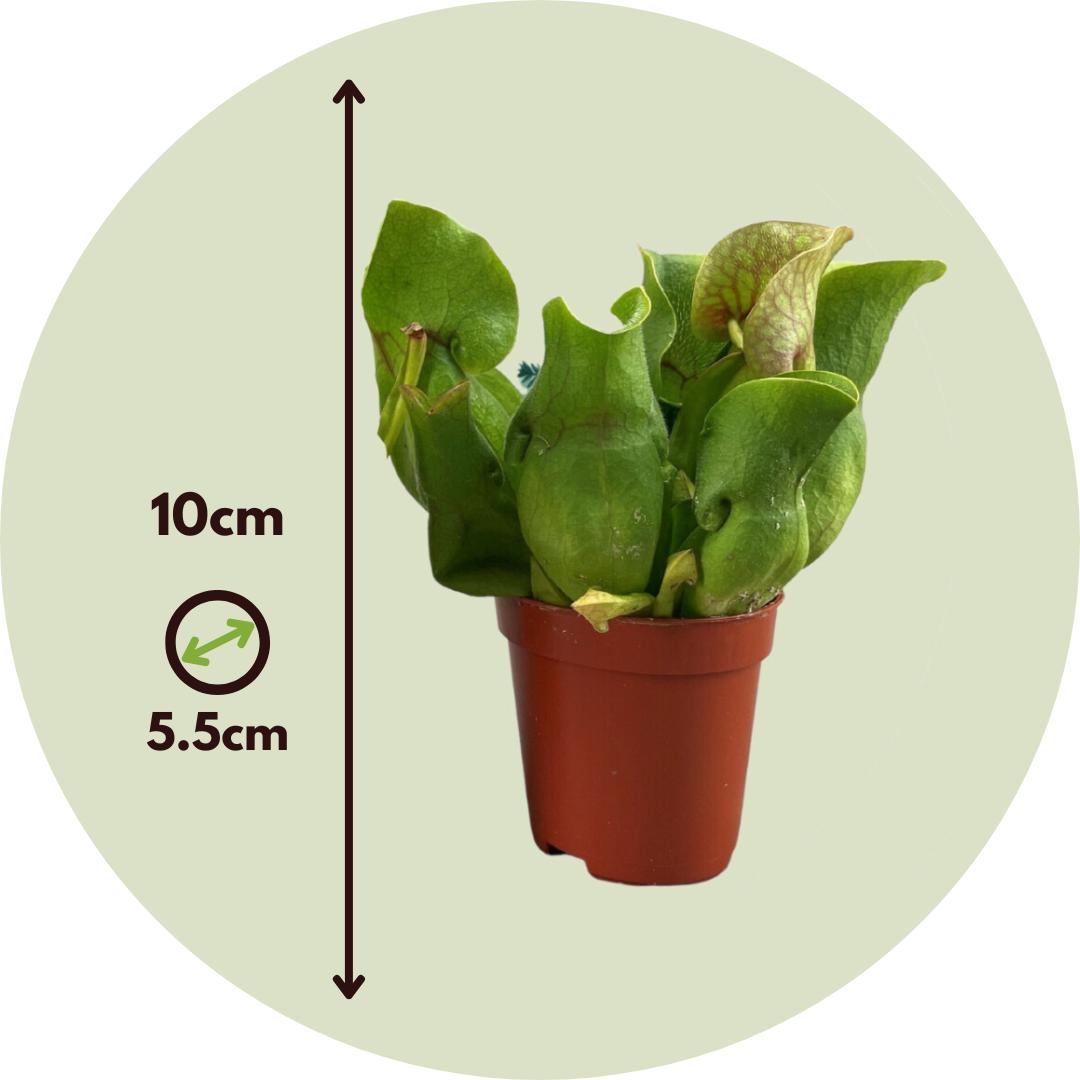 Thumbnail - Plant in a Box, Pflanzen, Sarracenia purpurea - (10 cm)