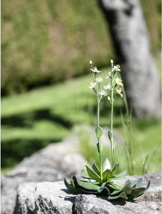 Immagine prodotto Europalms Rock Rose (32 cm)