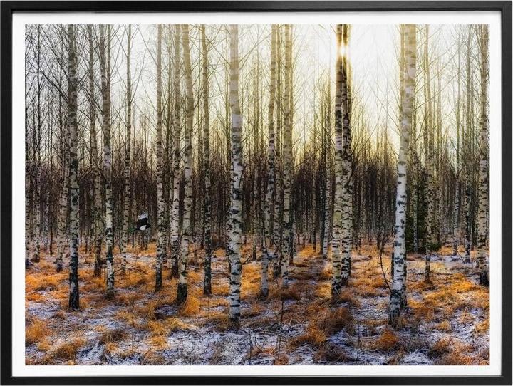 Image du produit Trenddeko Soleil dans la forêt de bouleaux (50 x 40 cm)