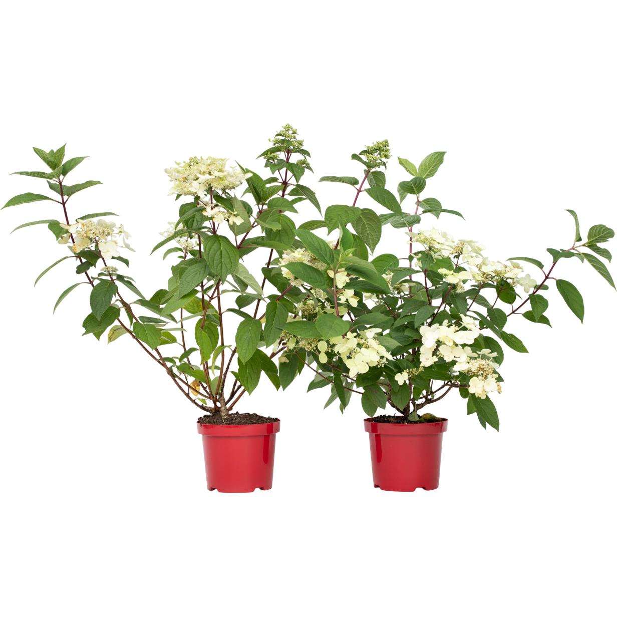Plant in a Box, Pflanzen, Hydrangea paniculata “Wim's Red” - 2er Set Hortensien (25 cm)