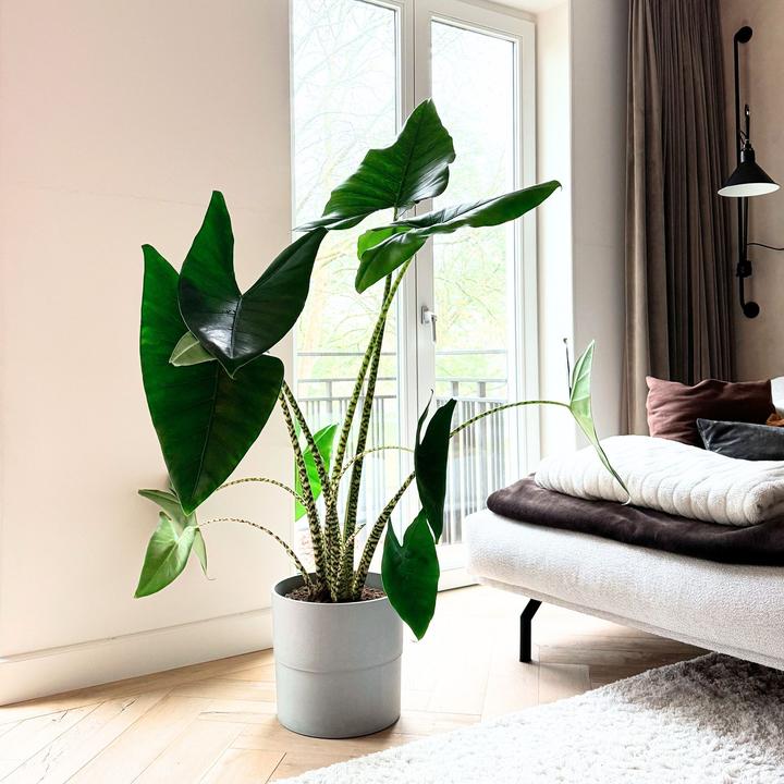 Produktbild Plant in a Box Alocasia zebrina - Alokasie (150 cm)