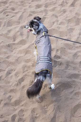 Image du produit Beeztees Manteau de pluie pour chien Seja (XL, Imperméable pour chien)