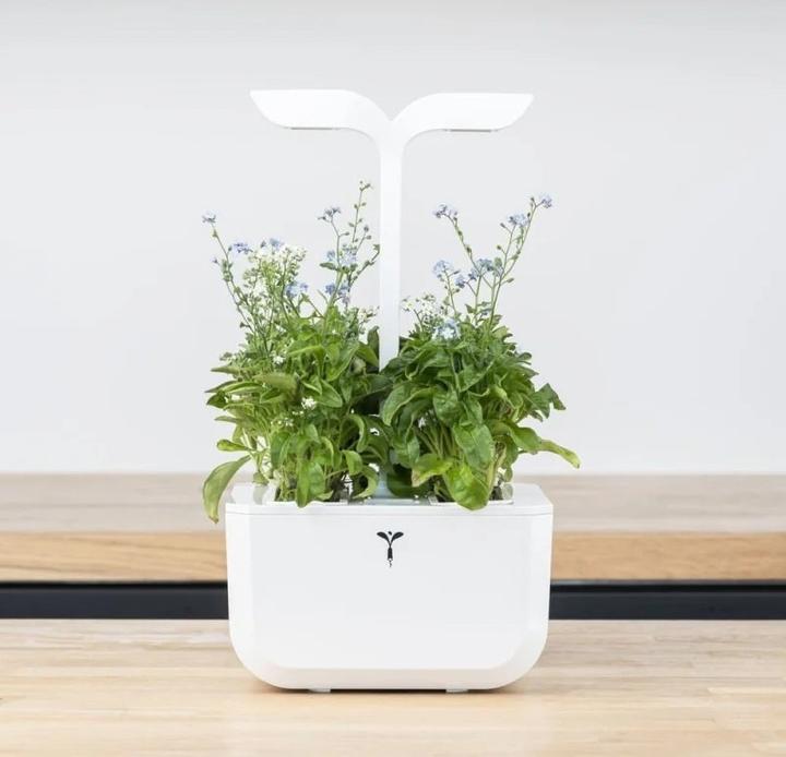 Actual product image Véritable Lingot Cinnamon Basil - Organic (Herb seeds)