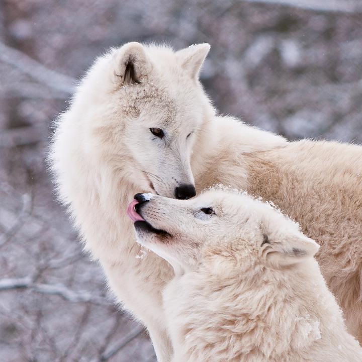 Produktbild Wölfe/Wolves 2026