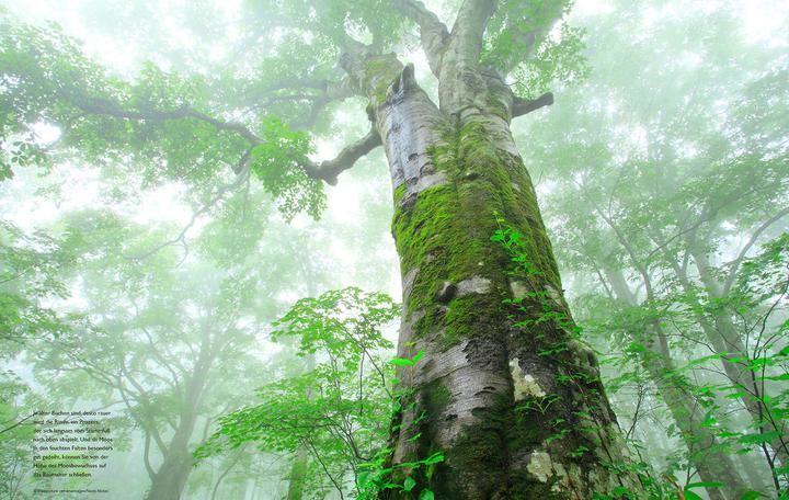 Produktbild Das geheime Leben der Bäume (Deutsch, Peter Wohlleben, 2016)