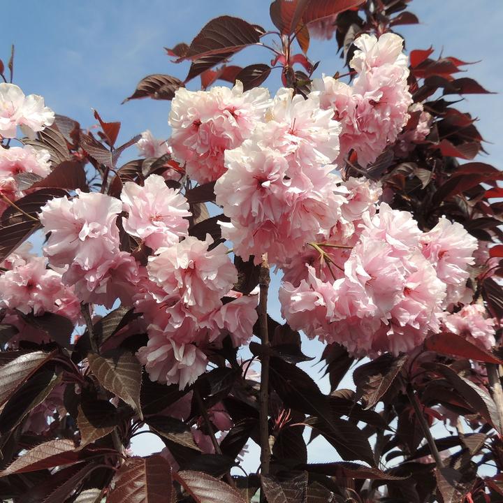 Immagine prodotto Zulauf Jap. Nelken-Kirsche / Prunus serr. 'Royal Burgundy' (80 cm)