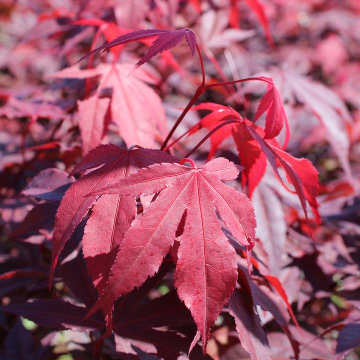 Produktbild Zulauf Japanischer Fächer-Ahorn / Acer palmatum 'Atropurpureum' (80 cm)