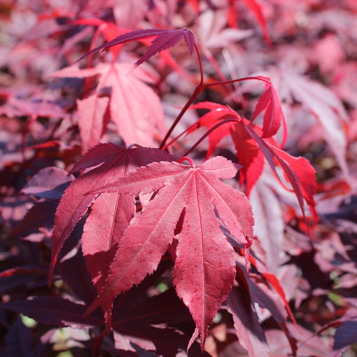 Actual product image Zulauf Japanese maple (80 cm)