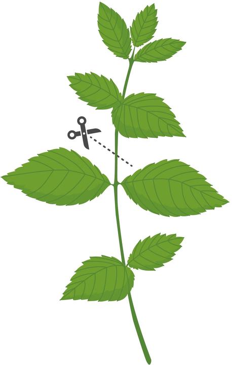 Produktbild Véritable Lingot Lemon Balm (Kräutersamen)