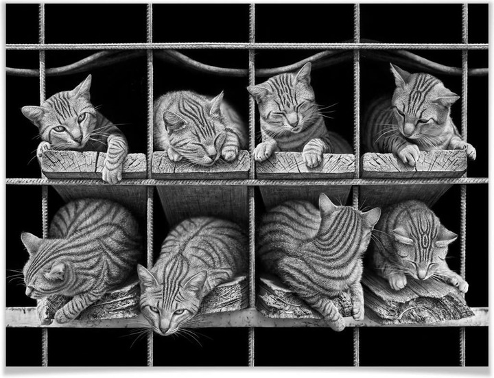 Produktbild Trenddeko Heine - Die Katze (50 x 40 cm)