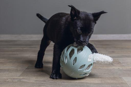 Immagine prodotto Beeztees Nijno (Giochi per cuccioli)