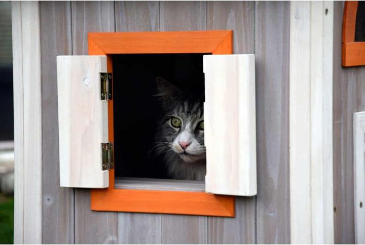 Actual product image Dobar Fancy Cat (Cat)