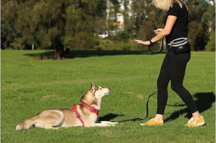 Produktbild Doog Treat Pouch L Schwarz / Grau (L, Erziehung)