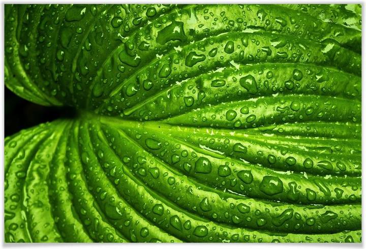 Produktbild Trenddeko Nach dem Regen (100 x 70 cm)