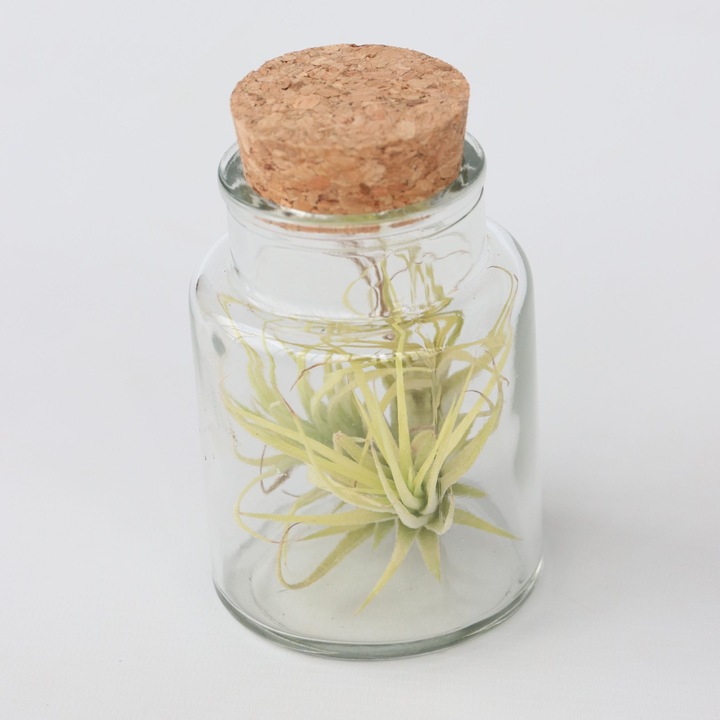 Produktbild Plant in a Box Tillandsia - 3er Mischung Tillandsien in Glasflaschen (5 cm)