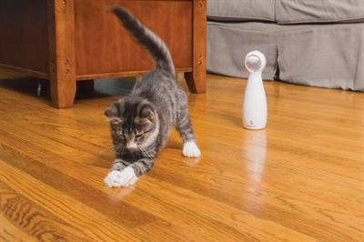 Produktbild PetSafe Bolt (Katzenminzespielzeug)