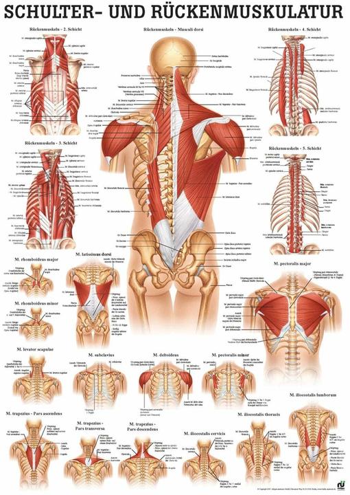 Rüdiger Anatomische Lehrtafel (7 x 7 x 50 cm)