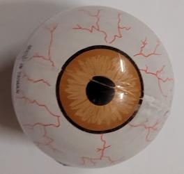 Erfurth Occhio rotante, Ø2,5 cm