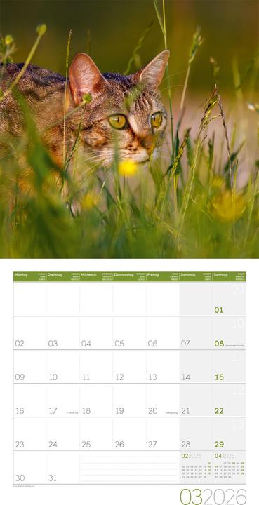 Produktbild Katzen Kalender 2026 - 30x30