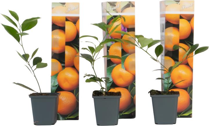 Immagine prodotto Plant in a Box Citrus mitis Calamondin - Orangenbaumen (25 cm)