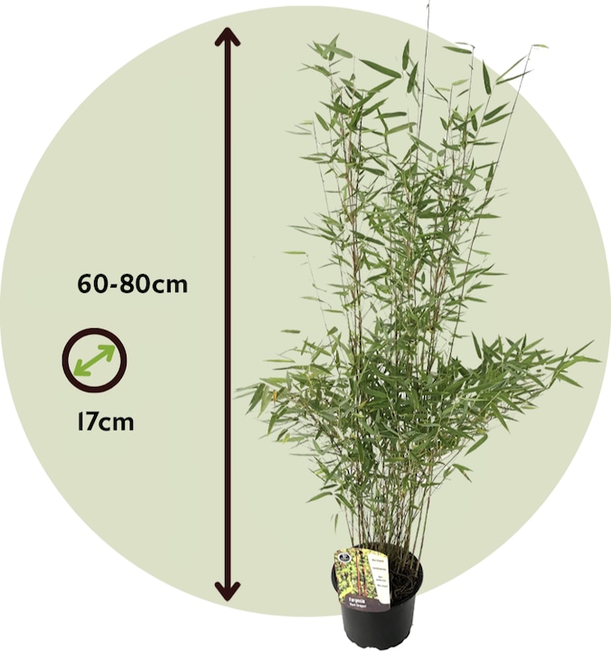 Immagine prodotto Plant in a Box Fargesia nitida 'Red Dragon' - Set di 2 bambù Red Dragon (60 cm)
