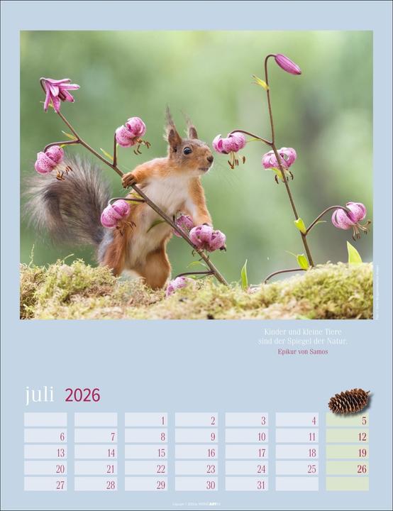Actual product image Eichhörnchen Kalender 2026 (30 x 39 cm)