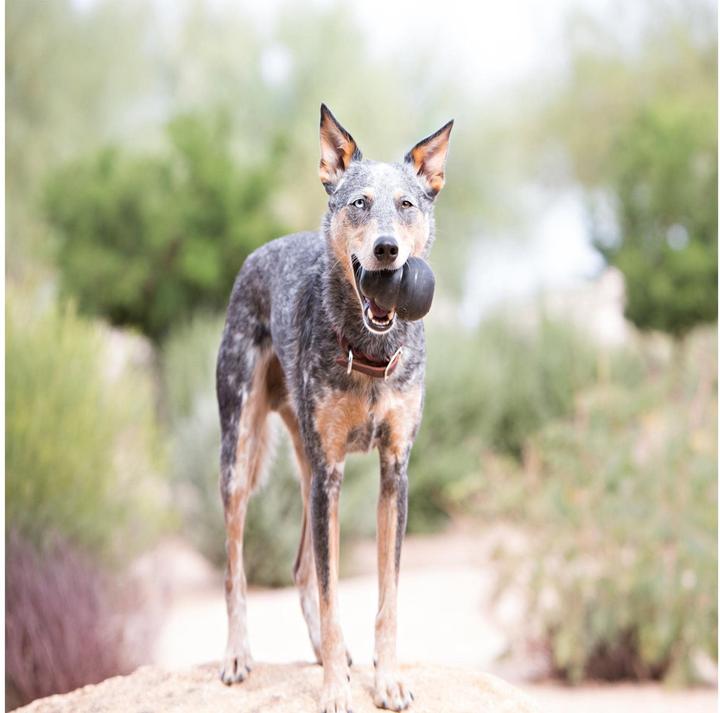 Image du produit KONG Extrême (Apporter, Jouet à mâcher pour chien, Jouet alimentaire pour chien)