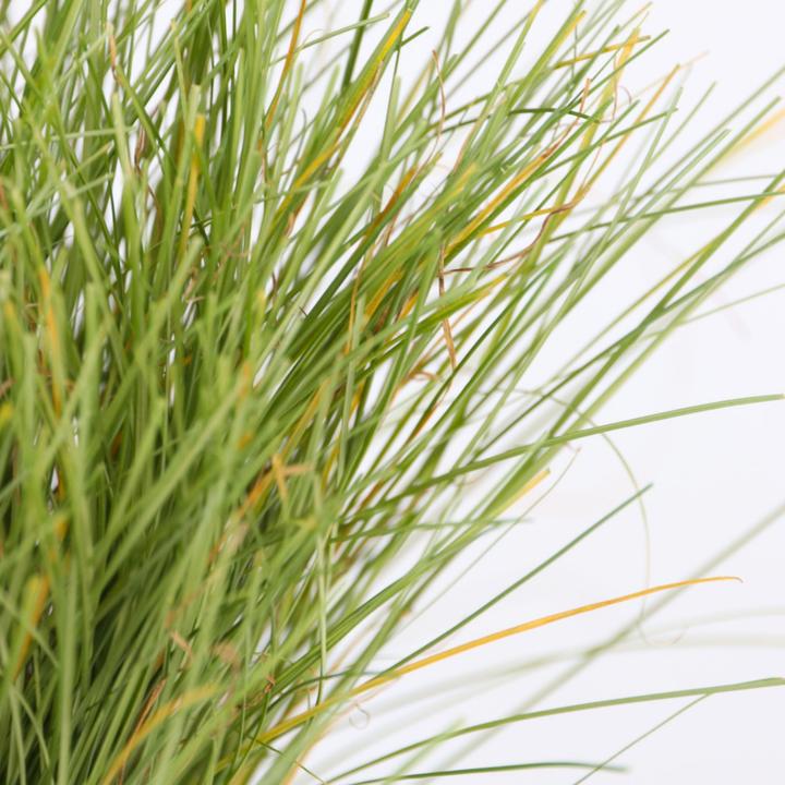 Actual product image Plant in a Box Carex Bronco - set of 6 ornamental grasses (15 cm)