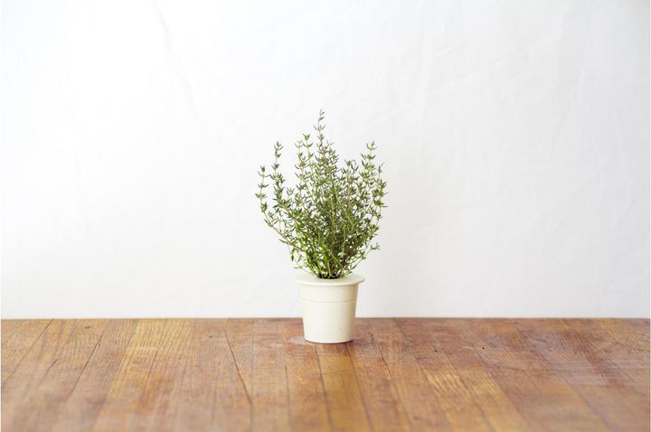 Image du produit Click and Grow Thym (Graines d'herbes aromatiques)