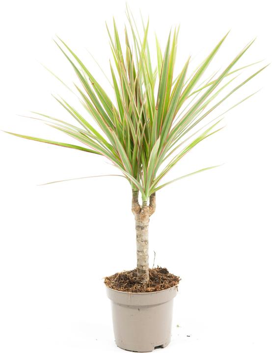 Plantlovers dracaena marginata bicolor (Drachenbaum) - Galaxus
