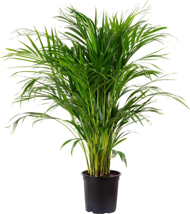 Actual product image Flowerbox Golden fruit palm - height ca. 100 cm, pot-Ø 21 cm - Areca Dypsis Lutescens (100 cm)