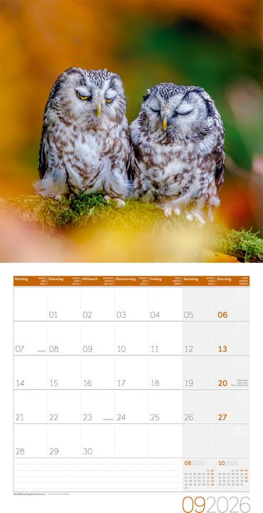 Produktbild Eulen Kalender 2026 - 30x30 (30 x 30 cm, Harter Einband, Deutsch, Französisch, Englisch)