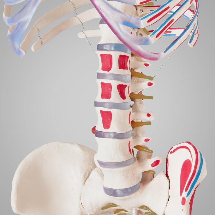 Immagine prodotto tectake Anatomia scheletrica