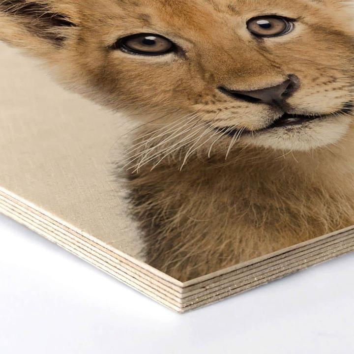 Image du produit Trenddeko Bébé Lion cm (35 x 30 cm)