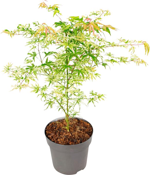 kokosnusspalme zimmerpflanze Kokospalme für den Innenbereich - Cocos nucifera main image 0