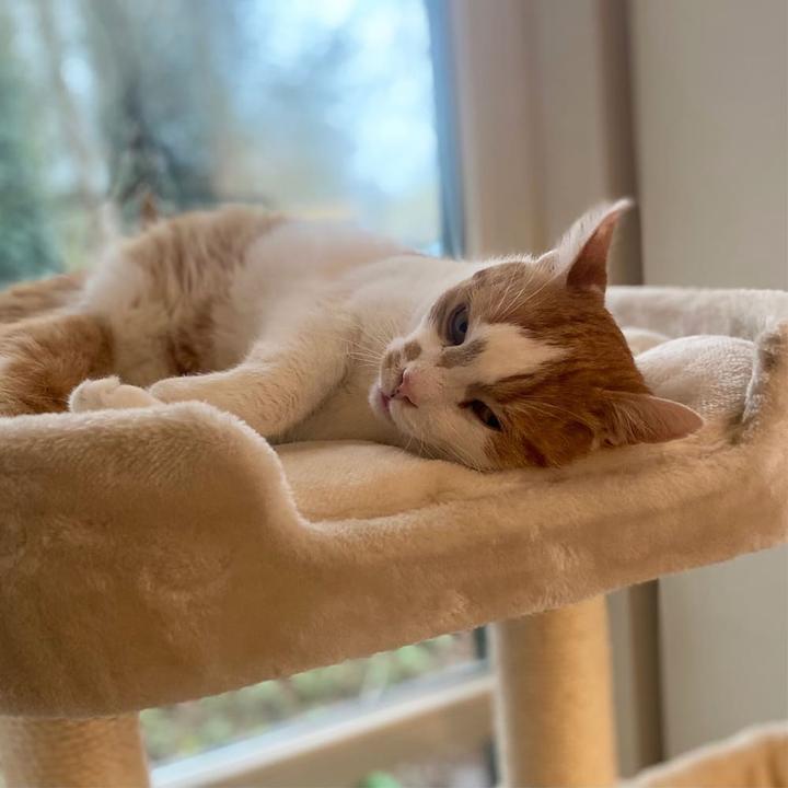 Produktbild Nobby Zada (145 cm, Cream)