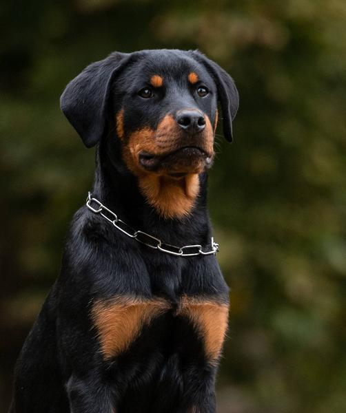 Image du produit Sprenger Collier-chaîne avec arrêt, mailles longues, 49 cm 3 mm, chromé (Chien, Général)