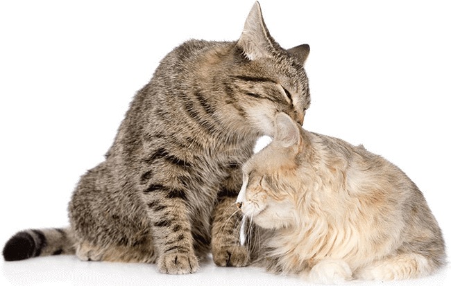 Immagine prodotto Feliway Bottiglia di ricarica Optimum Trio (Gatto, 144 ml)