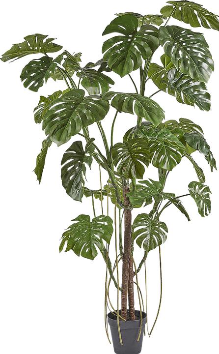 Actual product image Edg Monstera H: 240 cm (240 cm)