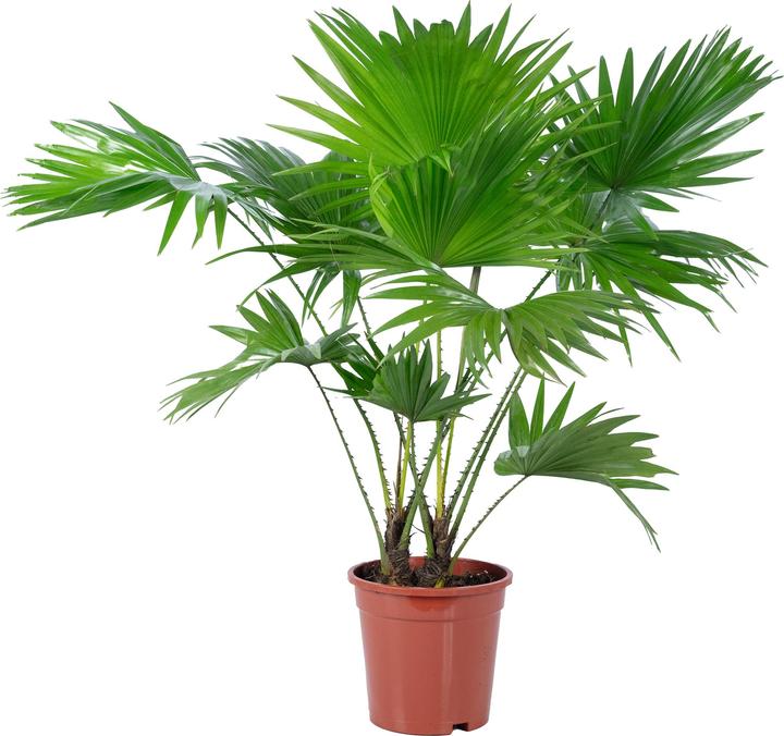 Flowerbox Zimmerpalme - Livistona (60 cm)