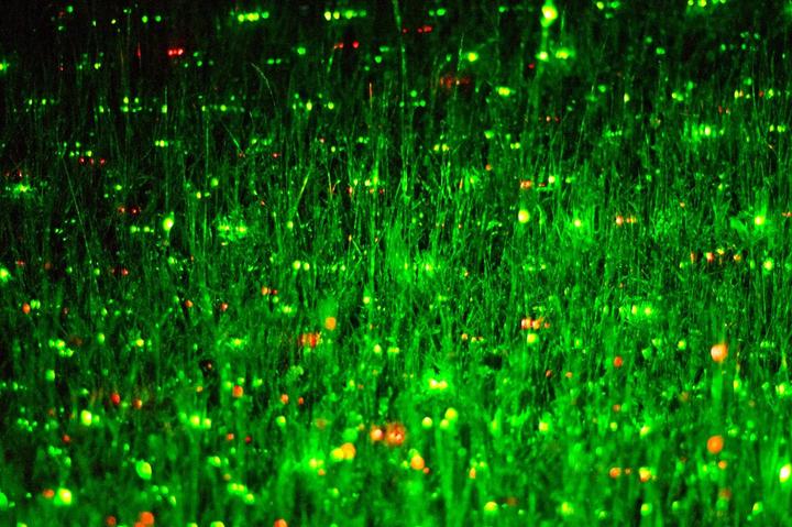 Produktbild Laserworld Garten-Laser Garden Star Mini