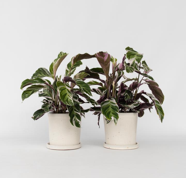 Produktbild Plant in a Box Calathea Lietzei “White Fusion” - 2er Set Korbmaranthe (30 cm)