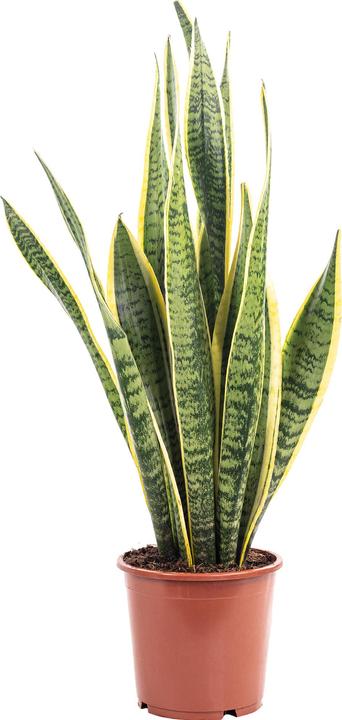 Produktbild Flowerbox Bogenhanf - Sansevieria trifasciata Laurentii (45 cm)