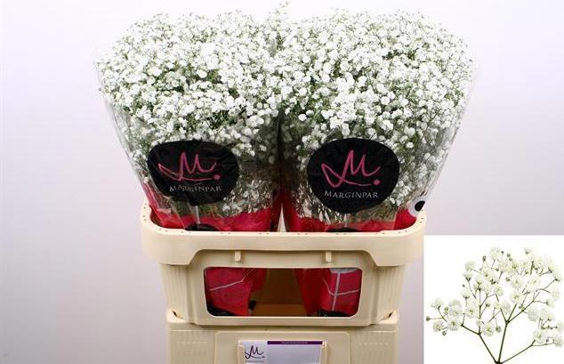 Produktbild Flowerbox Bund Schleierkraut - Gypsophila paniculata Xlence (Schnittblumen)