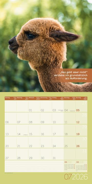 Image du produit No Drama, Lama! Kalender 2026 - 30x30 (30 x 30 cm, Couverture rigide, Allemand)