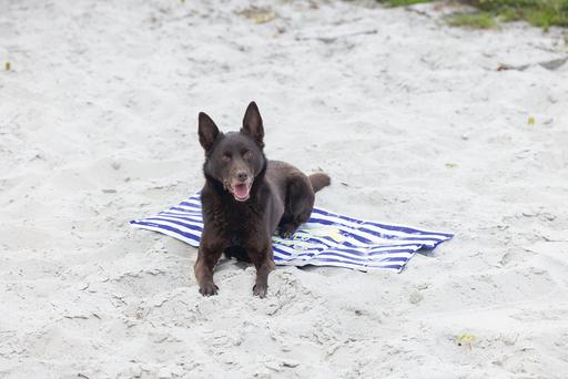 Actual product image Beeztees Hello Summer (Dog)