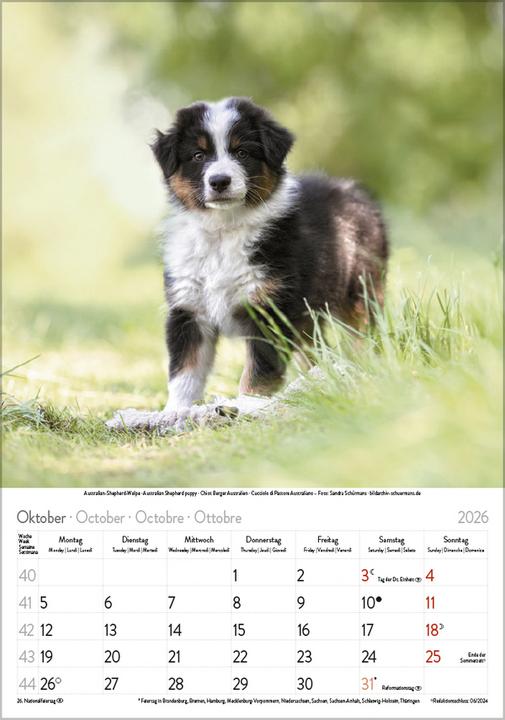 Produktbild Tierkinder 2026 (Harter Einband, Französisch, Englisch)