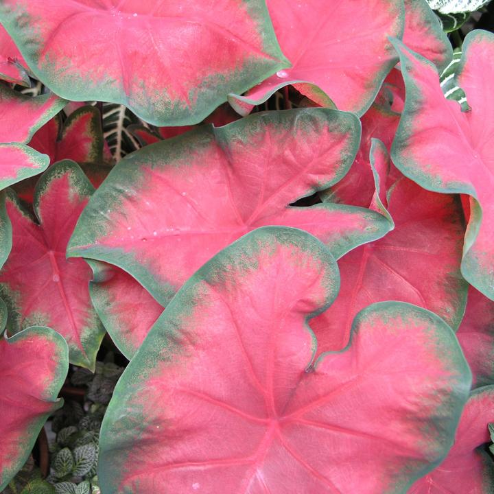 Image du produit Plant in a Box Caladium Postman Joyner - (25 cm)