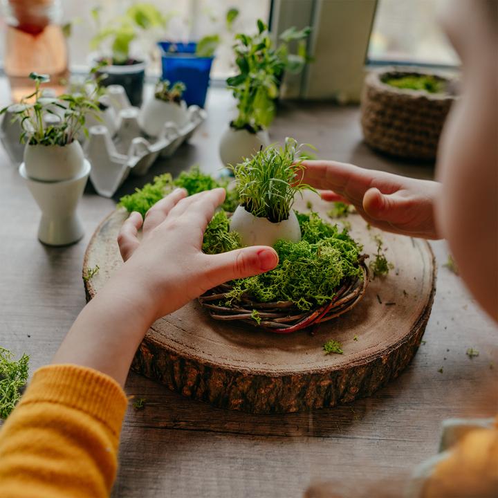 Actual product image Flowerbox Iceland moss